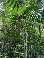 Chamaedorea tepejilote