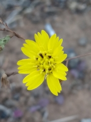 Deinandra paniculata