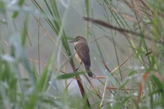 Acrocephalus orientalis