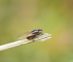 Poecilohetaerus aquilus