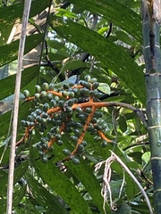 Chamaedorea tepejilote