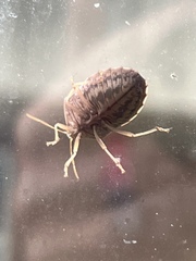 Holcostethus limbolarius