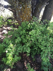 Ribes mescalerium