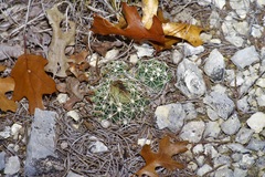 Coryphantha sulcata