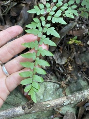 Cheilanthes viridis