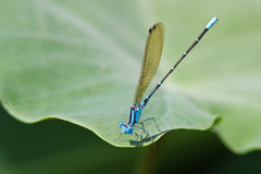 Argia rhoadsi