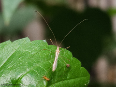Berytidae