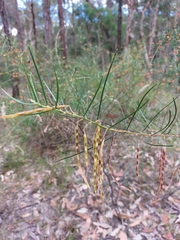 Acacia elongata