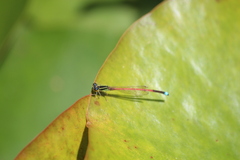 Ischnura aurora aurora