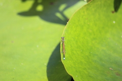 Ischnura aurora aurora