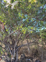 Condalia velutina