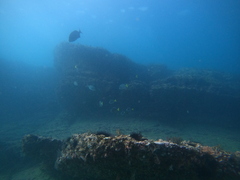 Prionurus laticlavius