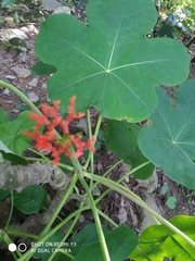 Jatropha