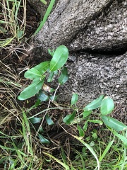 Siphonodon australis