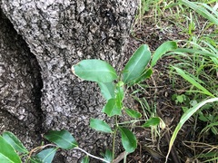 Siphonodon australis