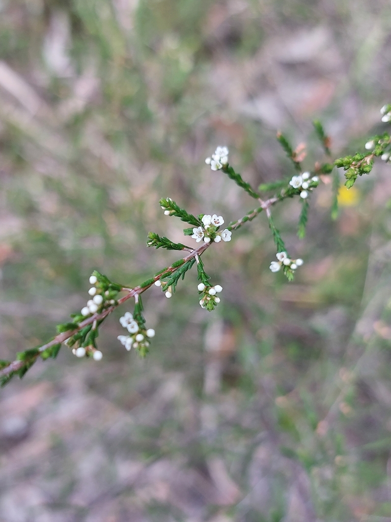Micromyrtus minutiflora