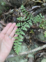 Cheilanthes viridis