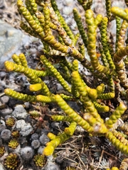 Veronica hectorii demissa