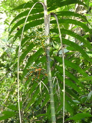 Chamaedorea tepejilote