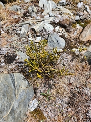 Veronica hectorii demissa