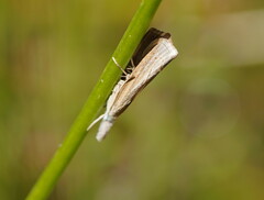 Culladia cuneiferellus