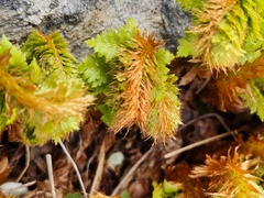 Polystichum cystostegium