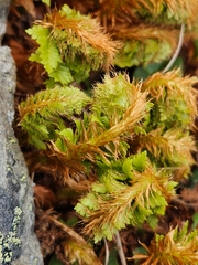 Polystichum cystostegium