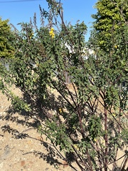Senna didymobotrya