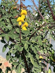 Senna didymobotrya