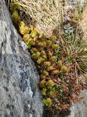 Polystichum cystostegium
