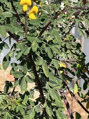 Senna didymobotrya