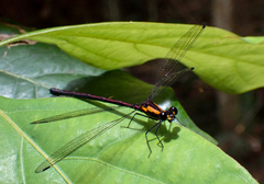 Austroargiolestes chrysoides