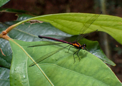 Austroargiolestes chrysoides