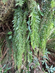 Tmesipteris tannensis