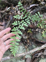 Cheilanthes viridis