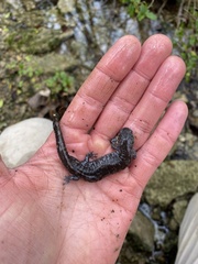 Ambystoma barbouri