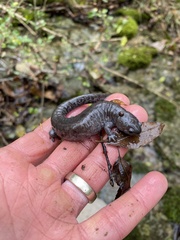 Ambystoma barbouri