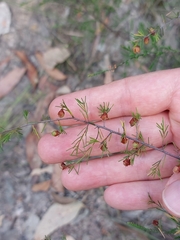 Dillwynia tenuifolia