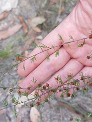 Dillwynia tenuifolia