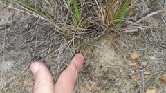 Paraclara