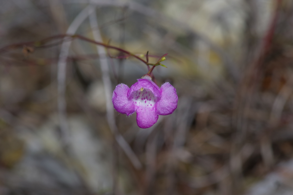 Plateau false foxglove (Agalinis edwardsiana)