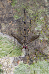 Doleschalla elongata