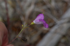 Agalinis edwardsiana