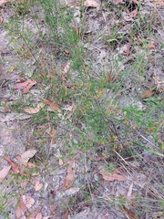 Dillwynia tenuifolia