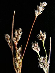 Luzula macrantha
