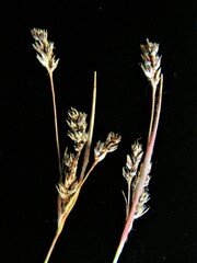 Luzula macrantha