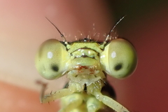 Ischnura aurora aurora