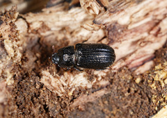 Sinodendron yunnanense