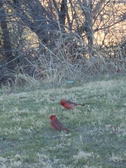 Cardinalis