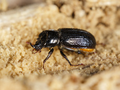 Sinodendron yunnanense